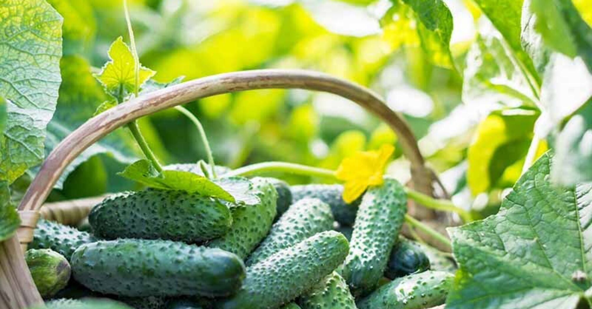 How to get an early cucumber harvest