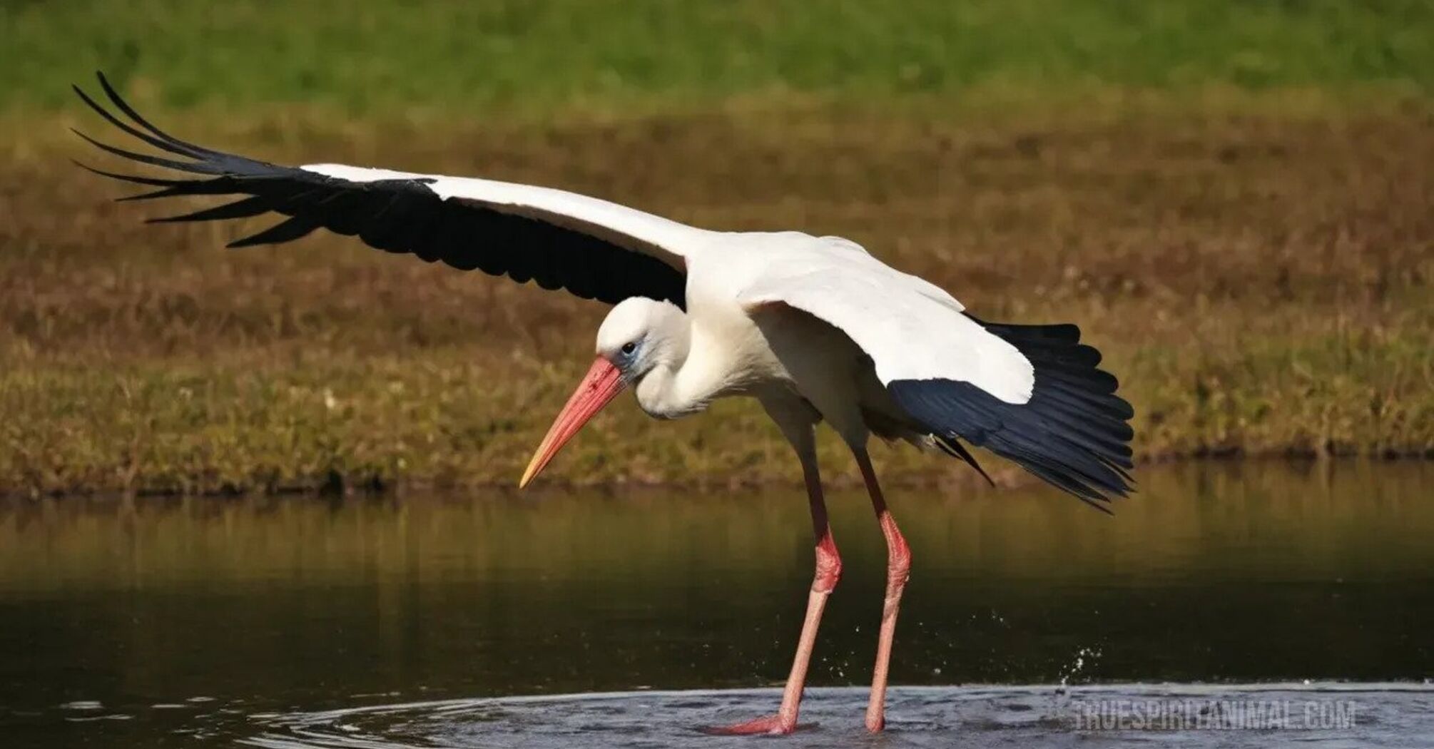 The symbolic meaning of storks