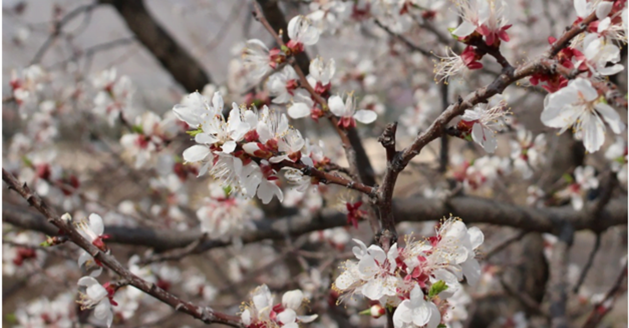 The apricot bloomed lushly and dried up