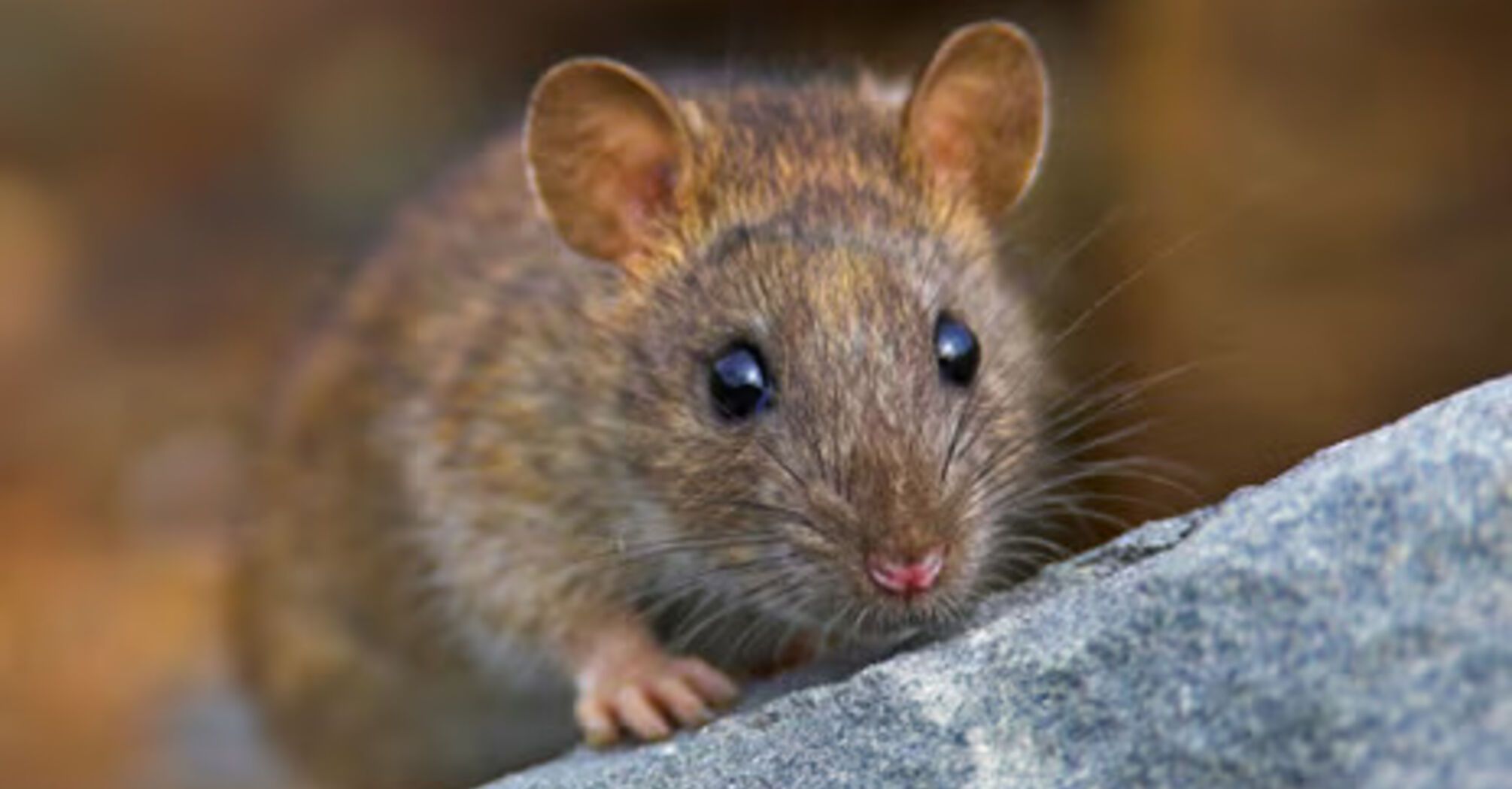 An amazing study reveals almost human-like abilities in rats