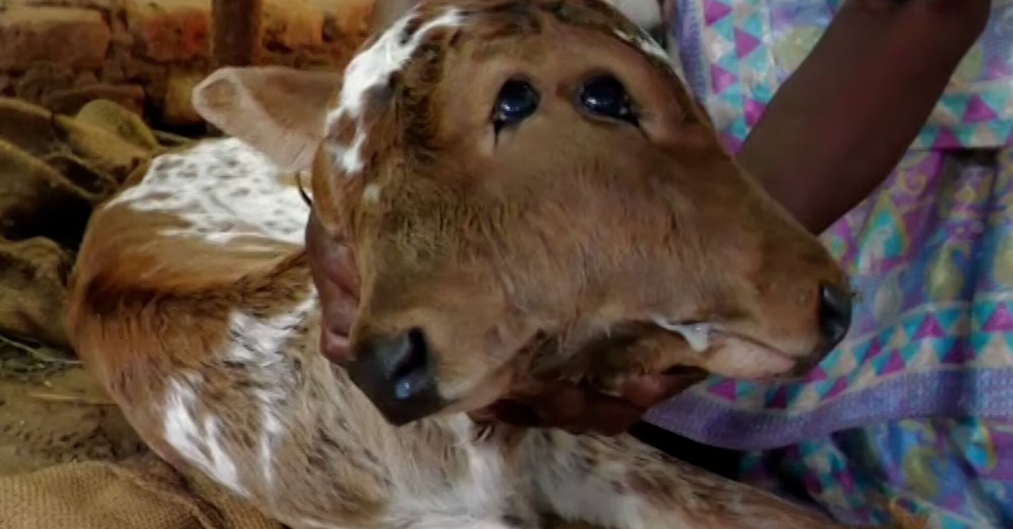 Mutant calf born with two heads and three mouths