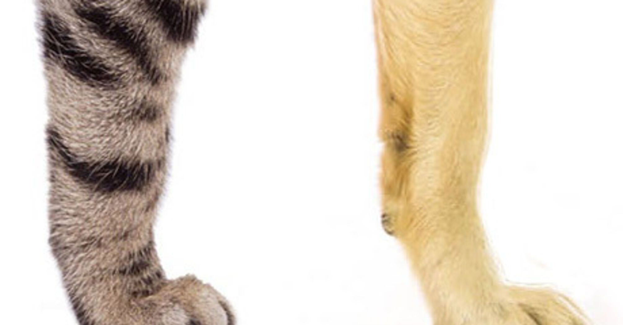 Why do cats retract their claws and dogs don't scientists' answer