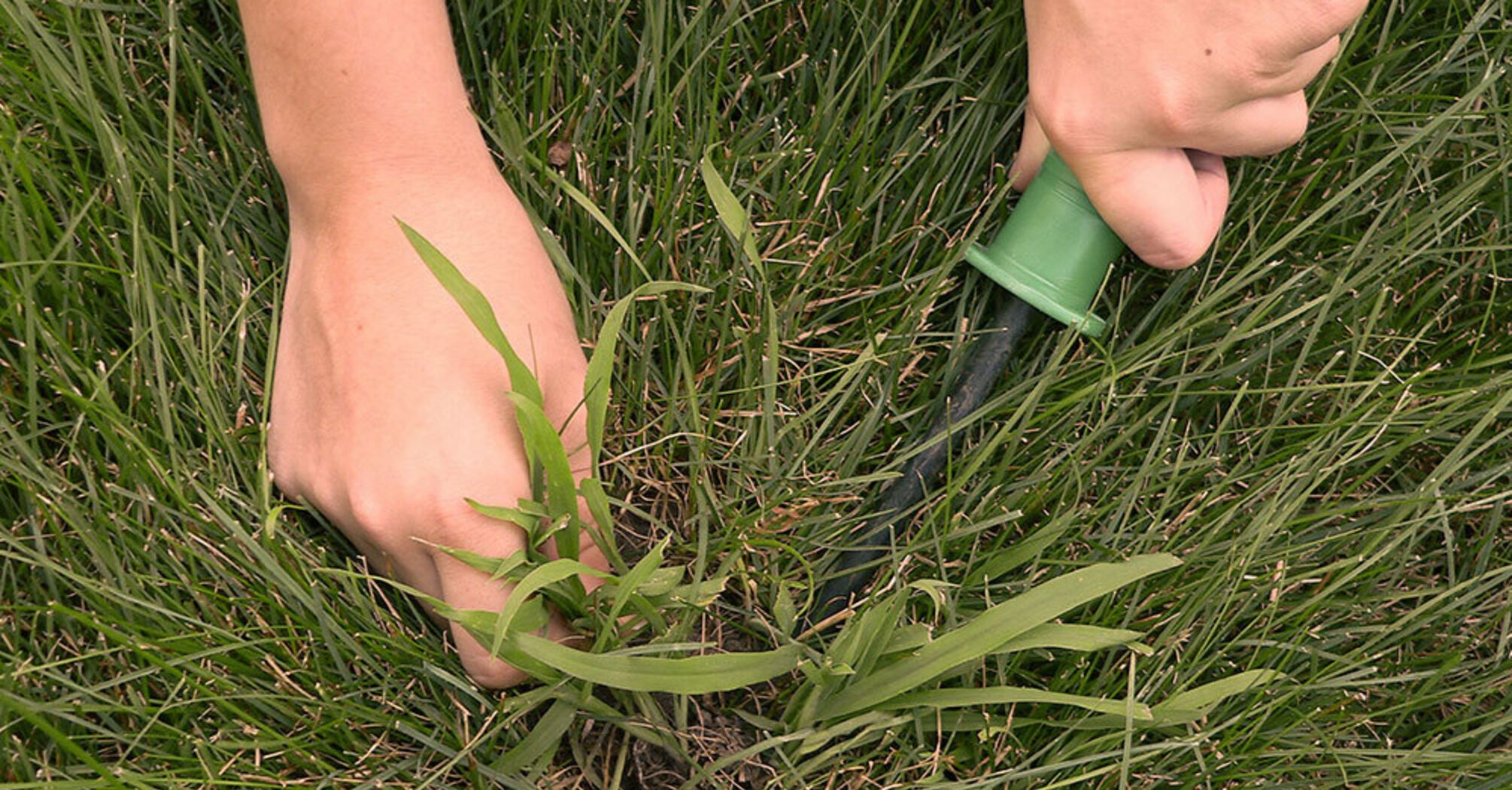 Getting rid of quackgrass in the garden without chemicals