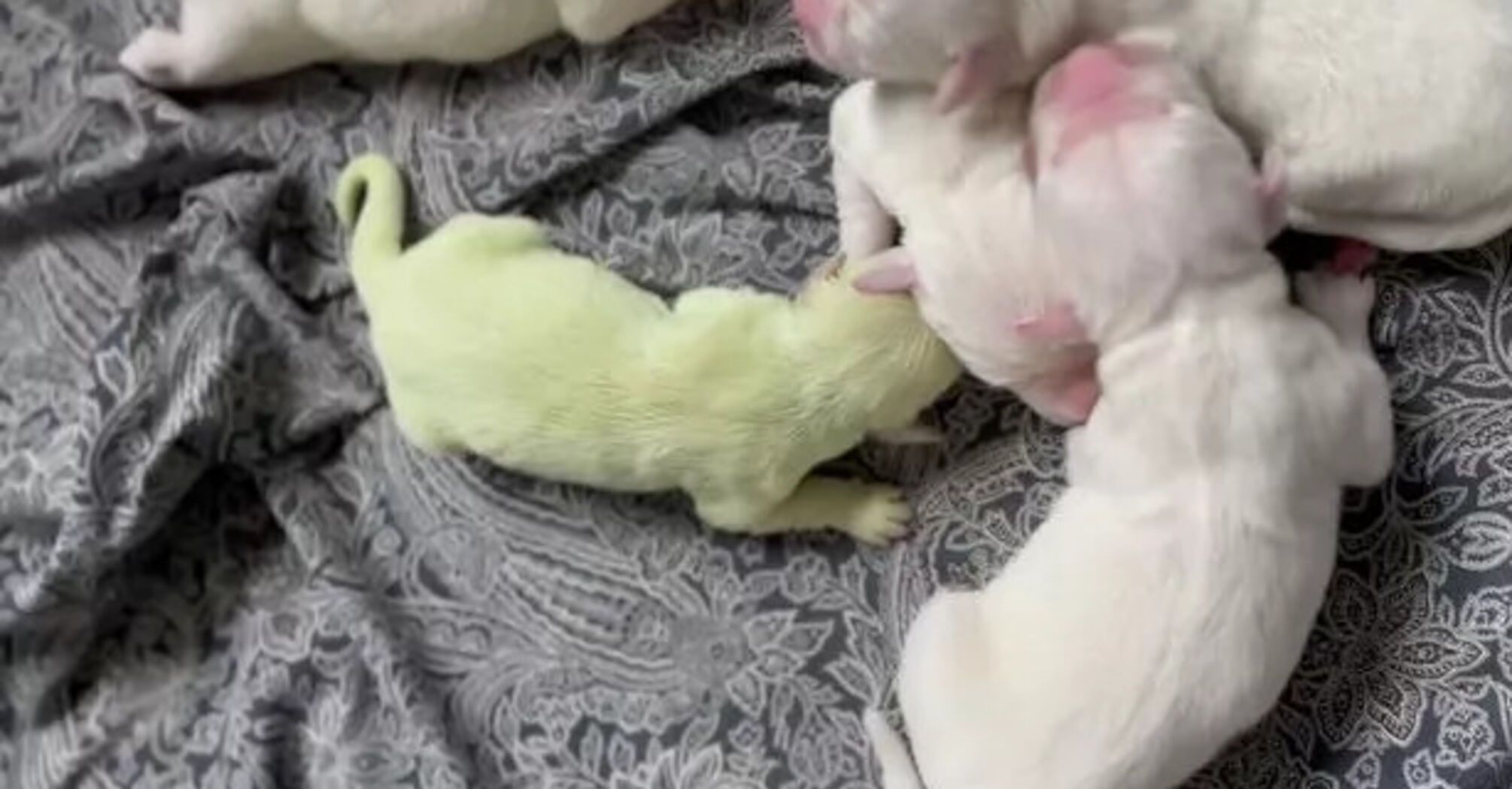Golden Retriever gives birth to a super rare lime green puppyGolden Retriever gives birth to a super rare lime green puppy