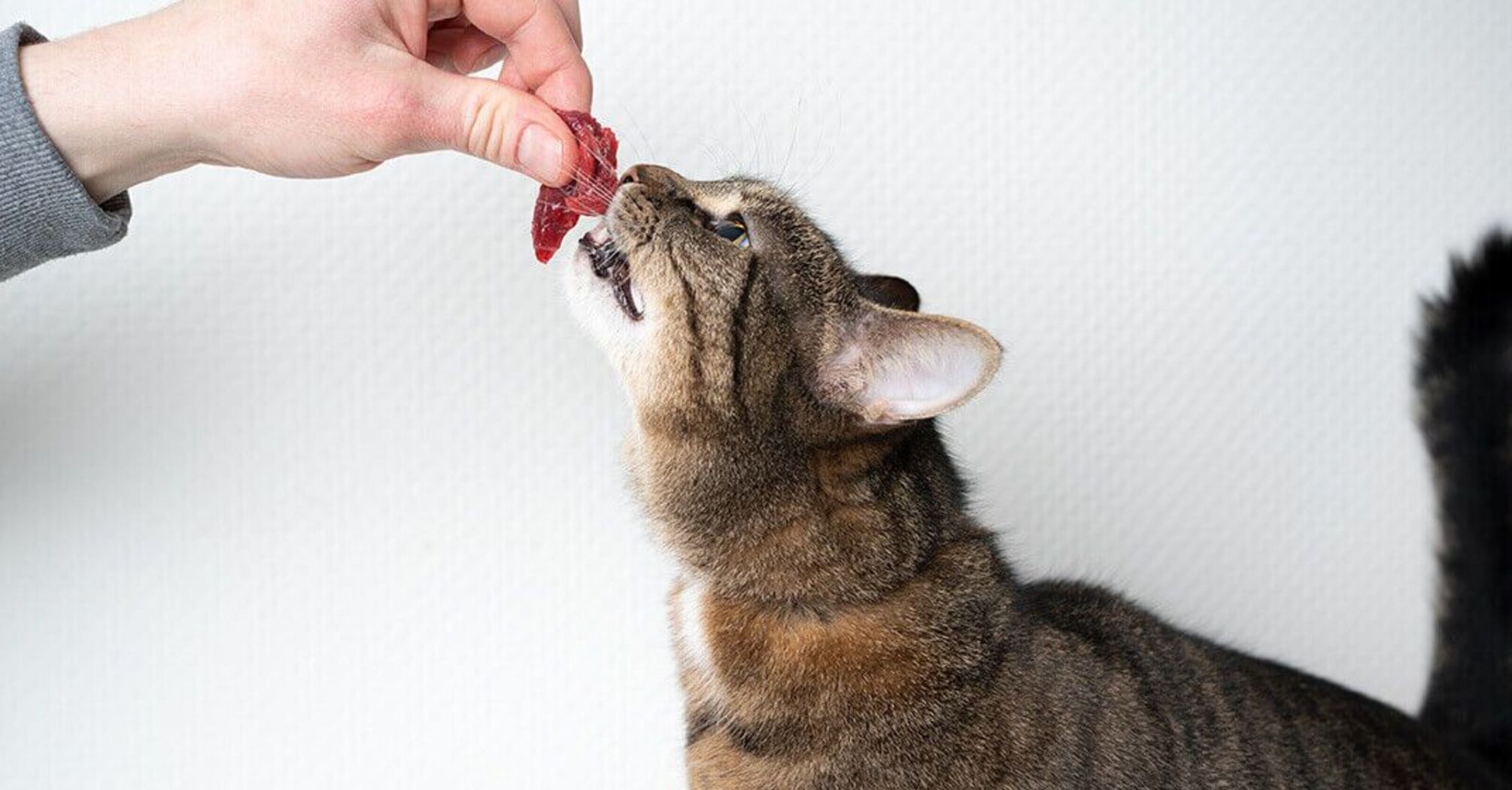 What not to feed cats