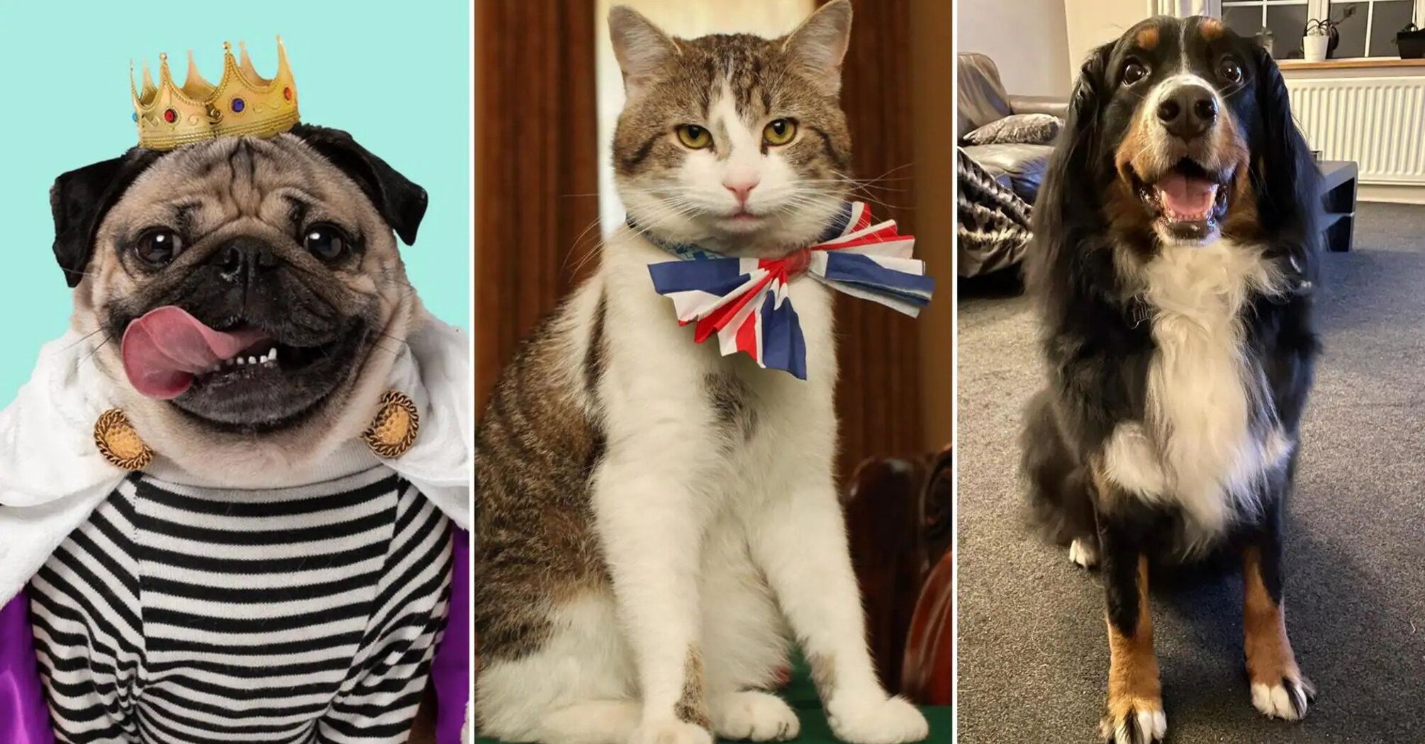 Meet the five most popular pets