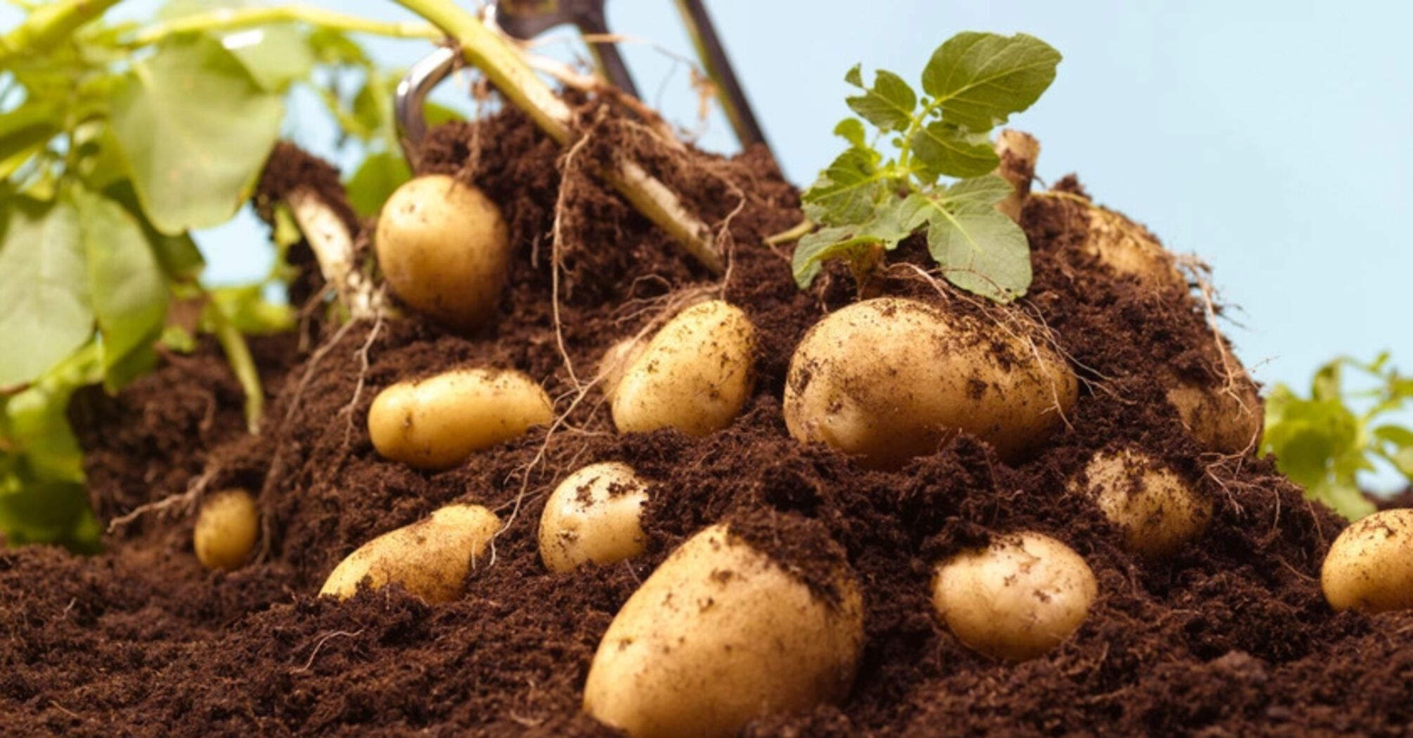 How to understand when it's time to plant potatoes