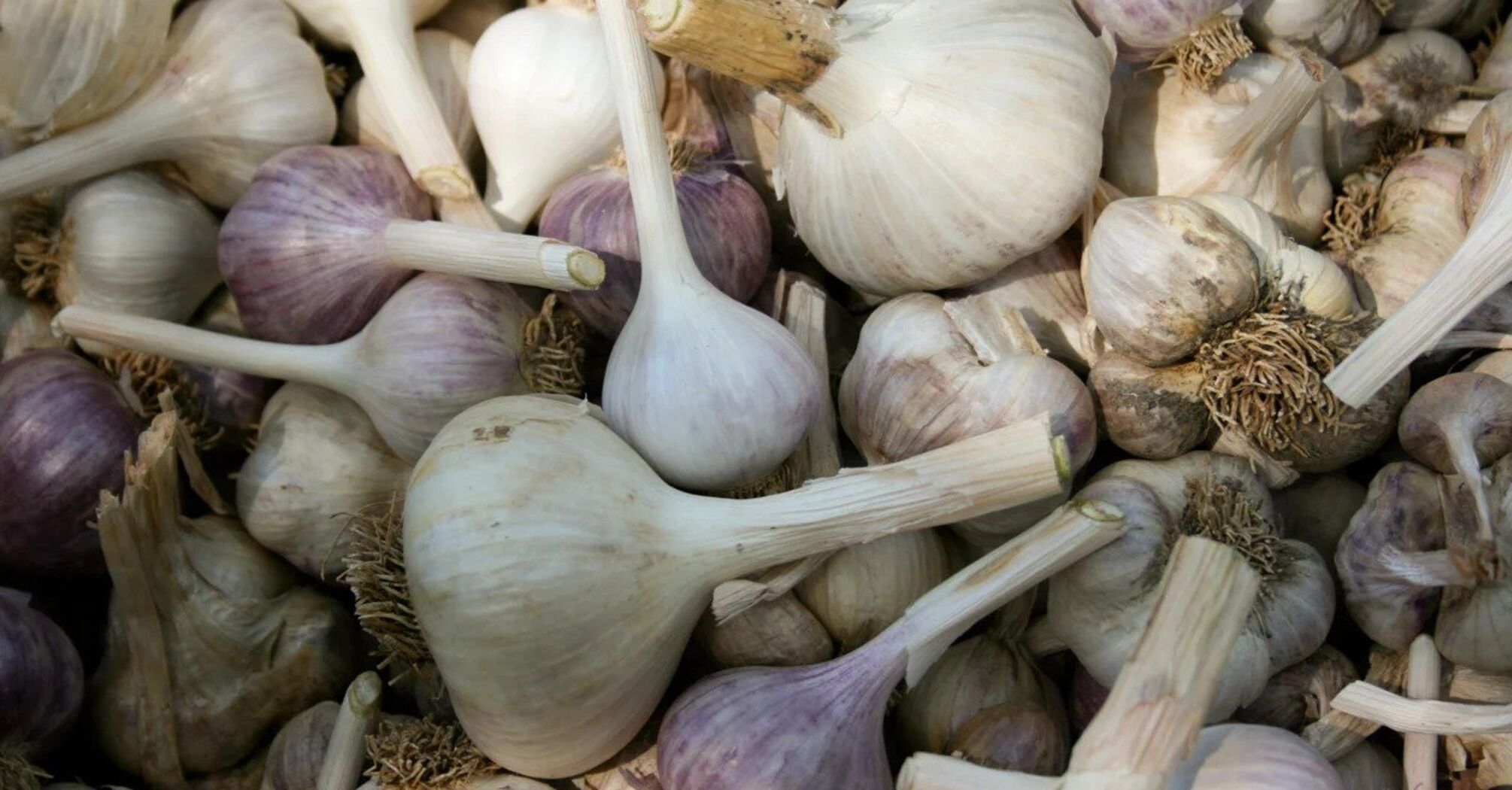 This technique will help increase the size of garlic bulbs