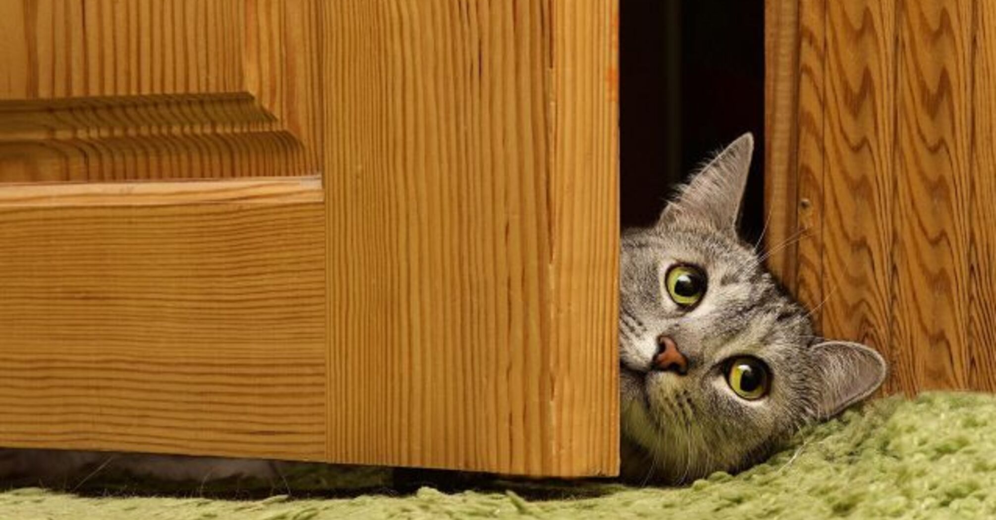 How to calm a cat screaming under the door