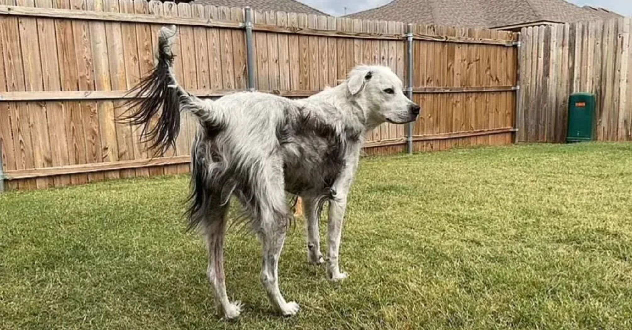 Black dog turned completely white due to illness