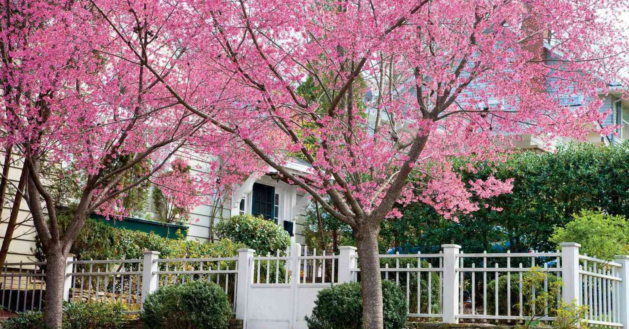 Can you plant cherry blossoms near the house