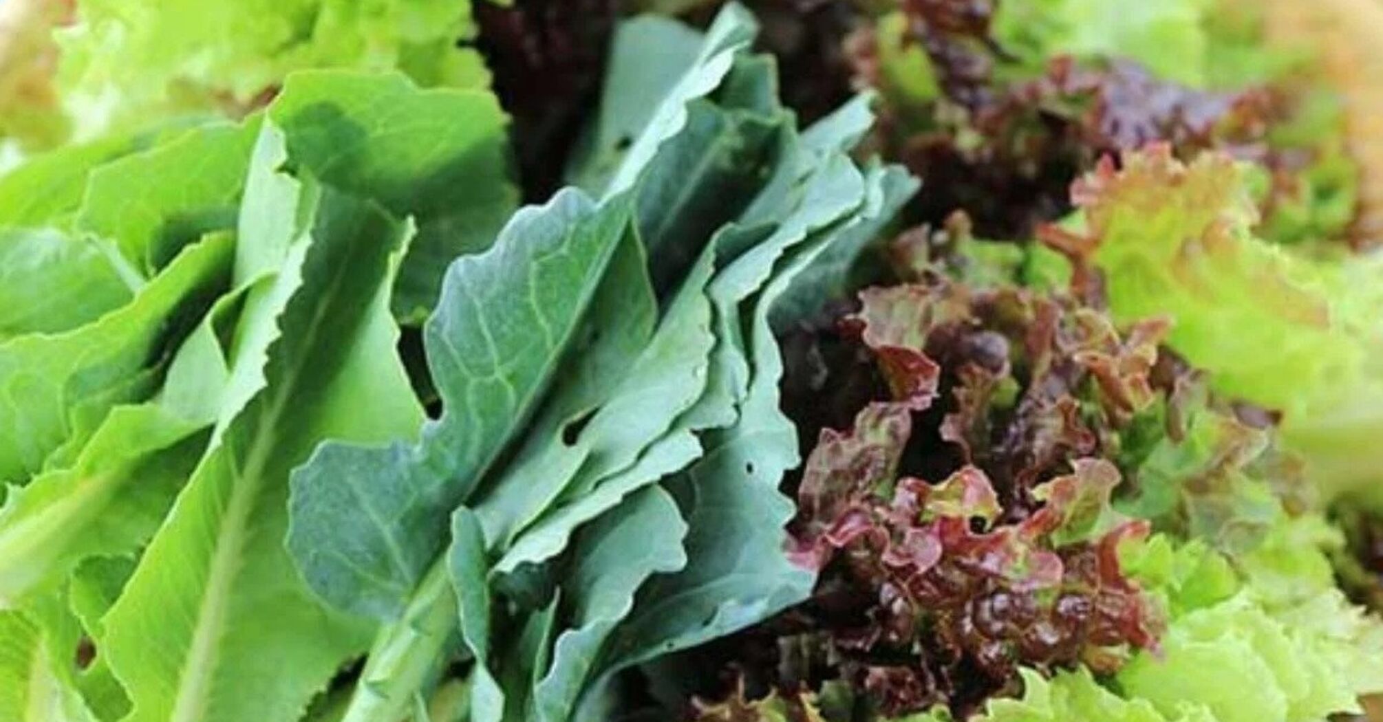 How to freeze greens without compromising their appearance