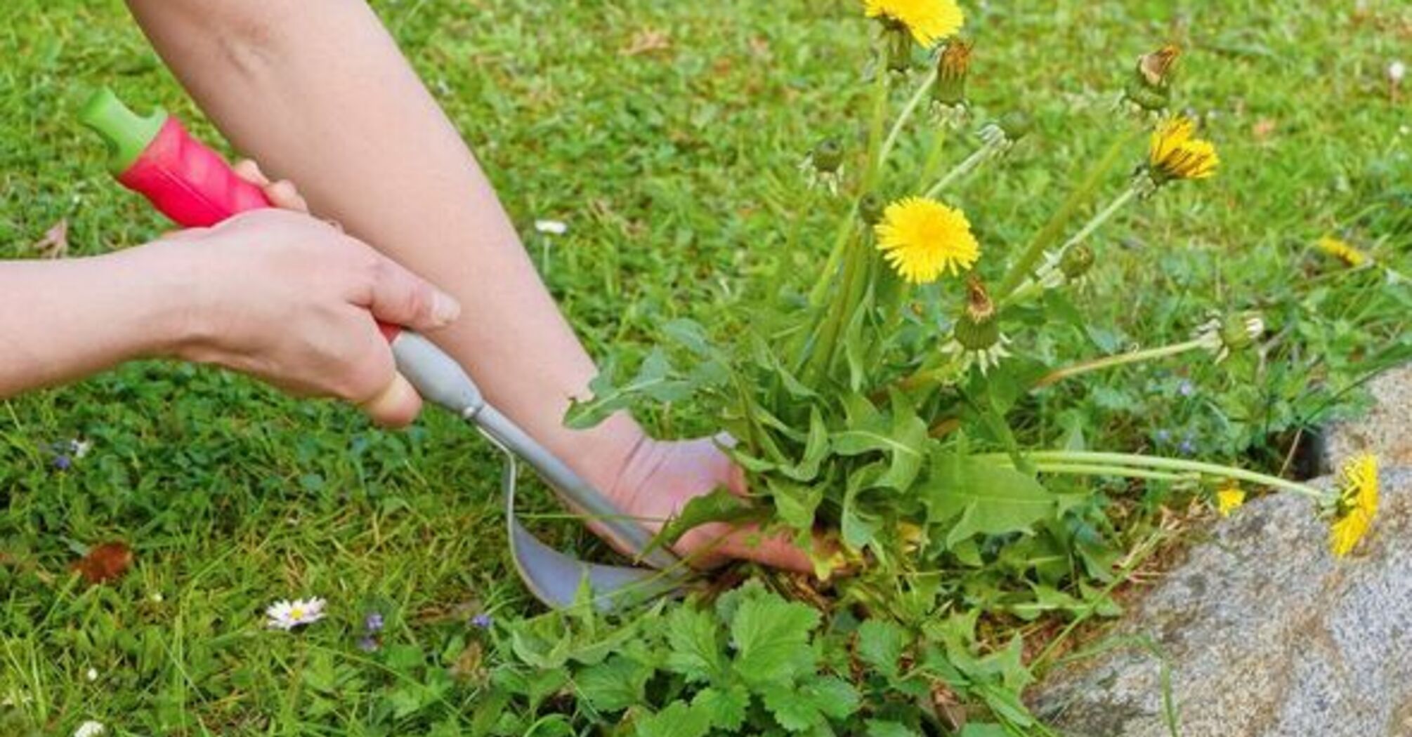 How to get rid of dandelion in a garden