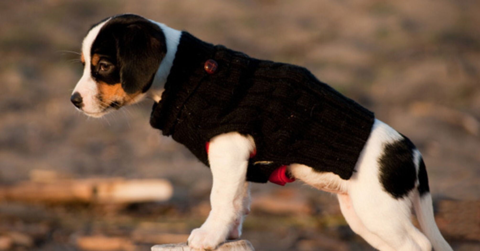 How to train a dog to wear clothes