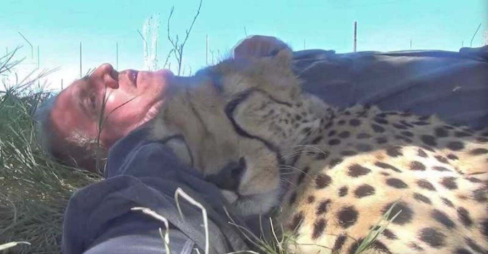 The shocked wildlife photographer woke up under a tree in the arms of a cheetah