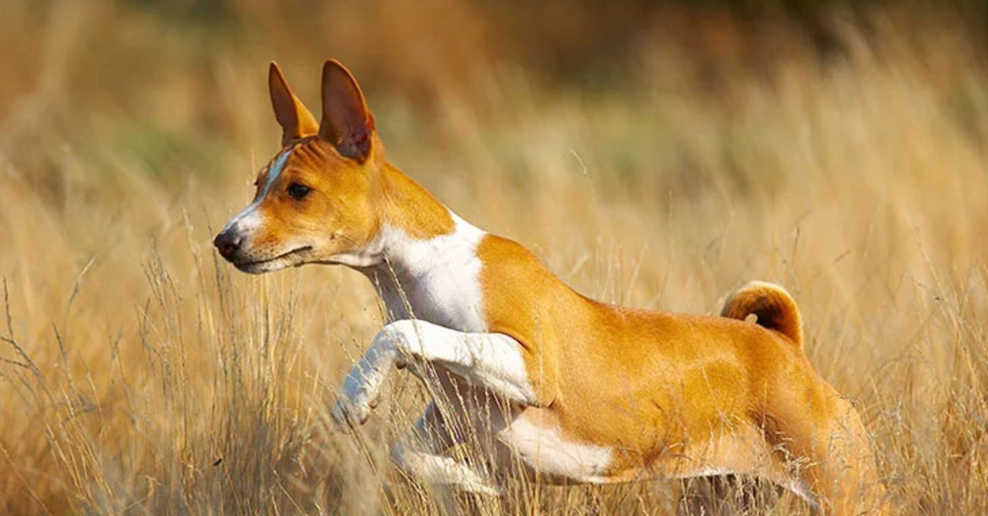 Features of the Basenji dog breed