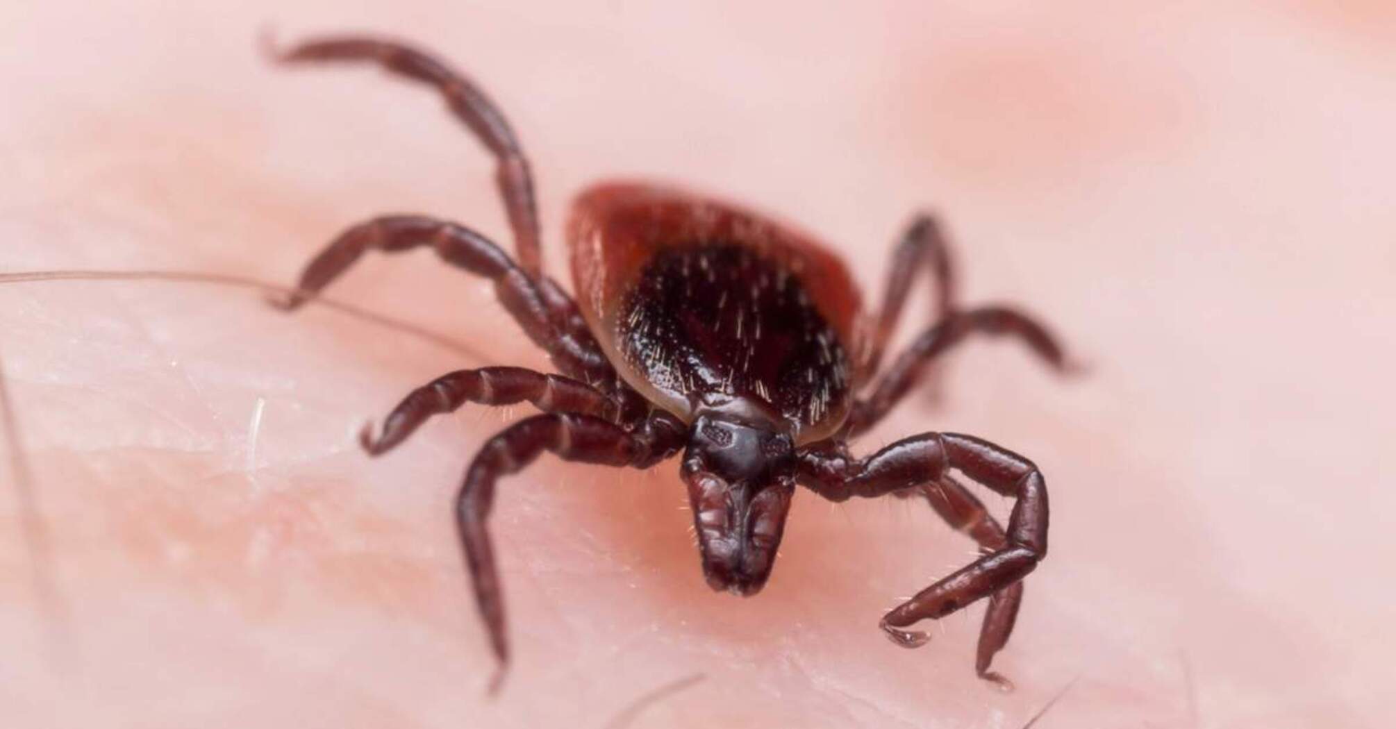 How to get rid of ticks in a summer cottage
