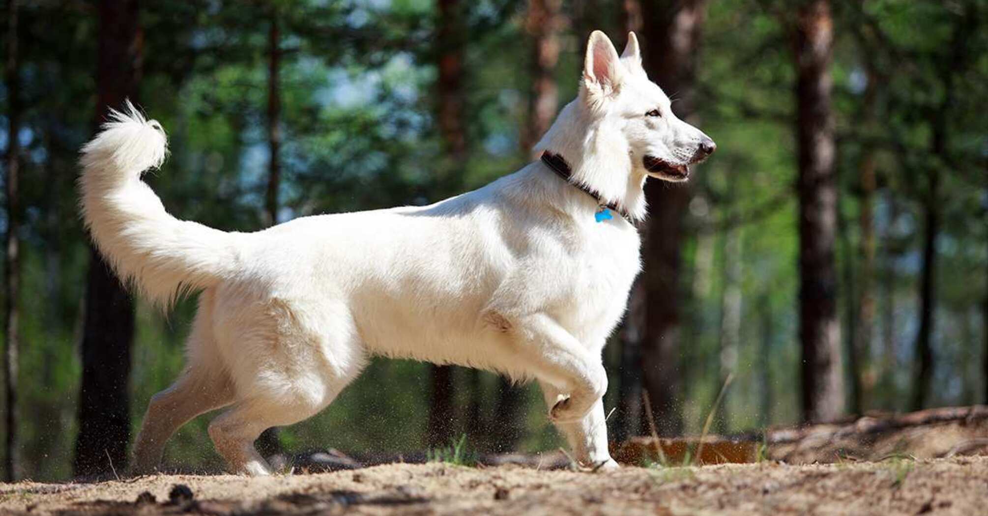 White Swiss Shepherd