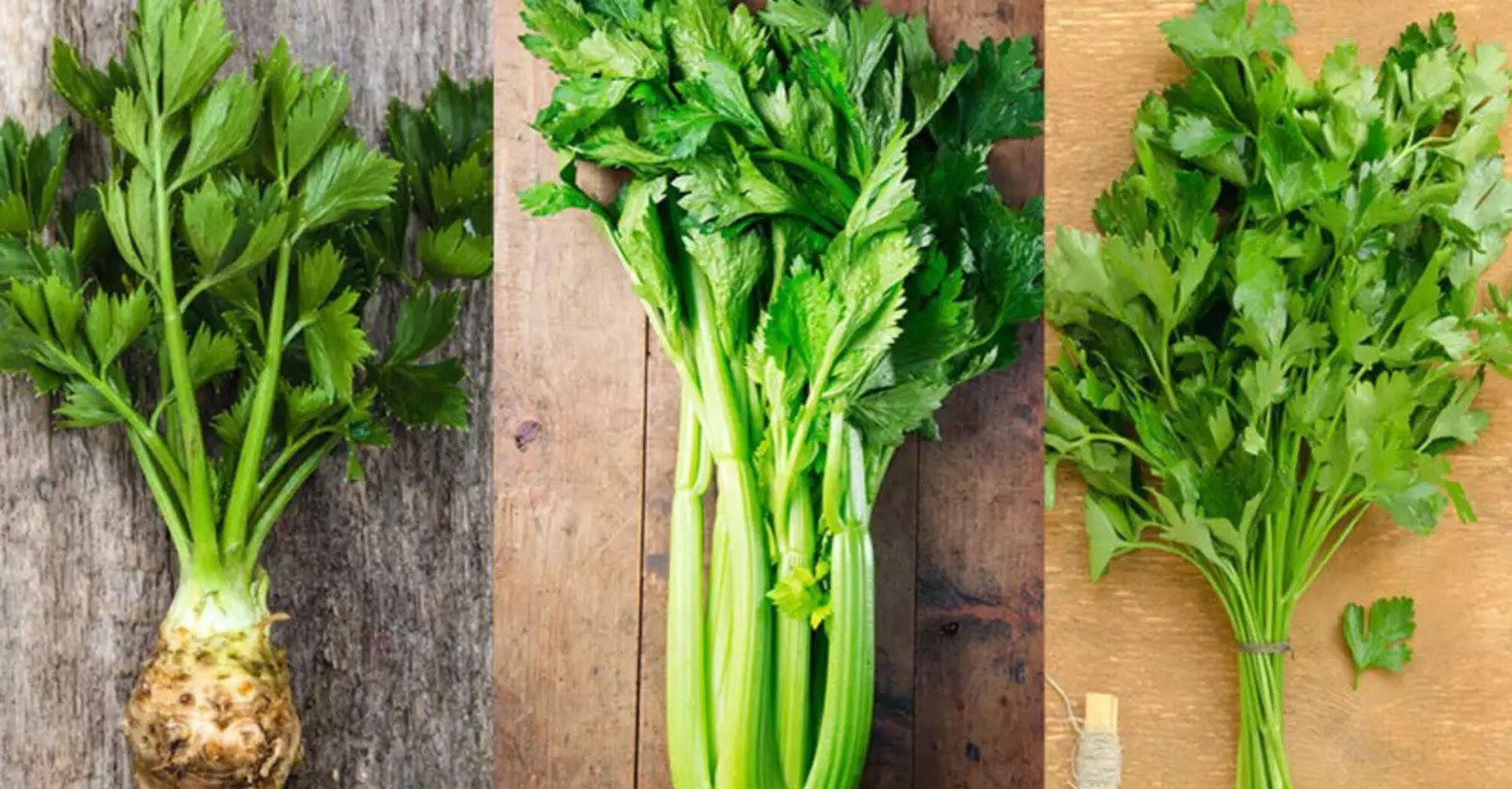 What distinguishes cilantro, parsley, and celery from each other