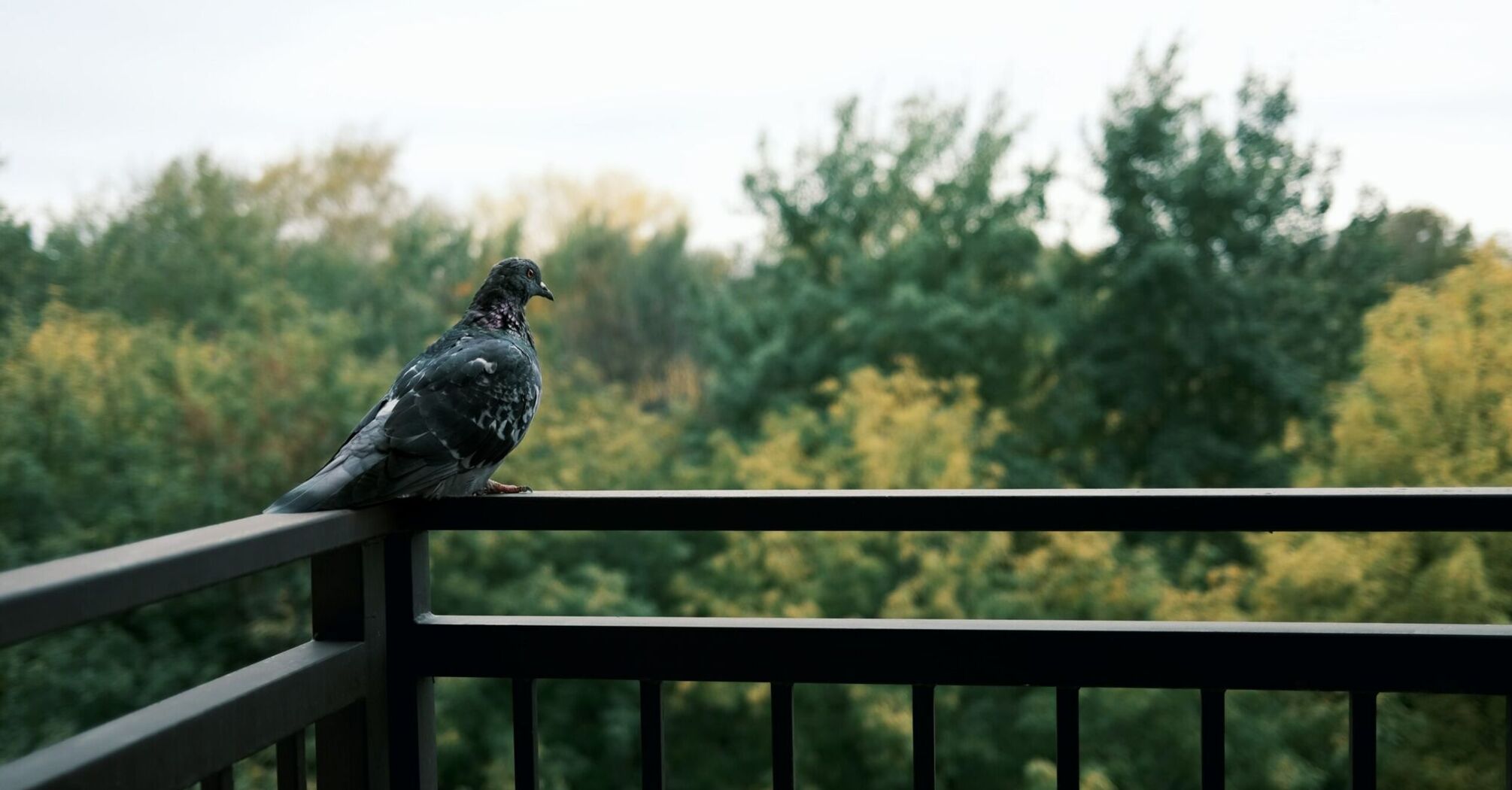 Interpretation of pigeon visits to the balcony