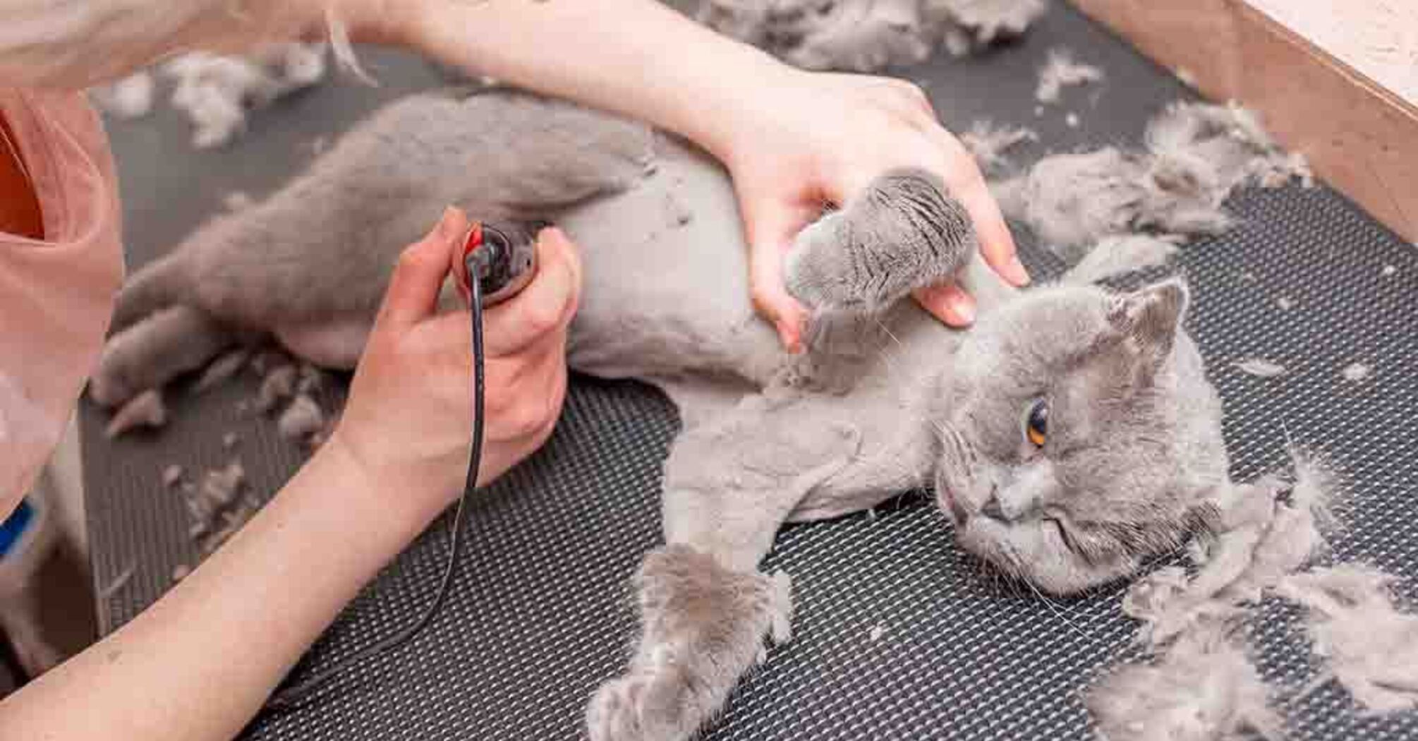 Is it worth shaving cats