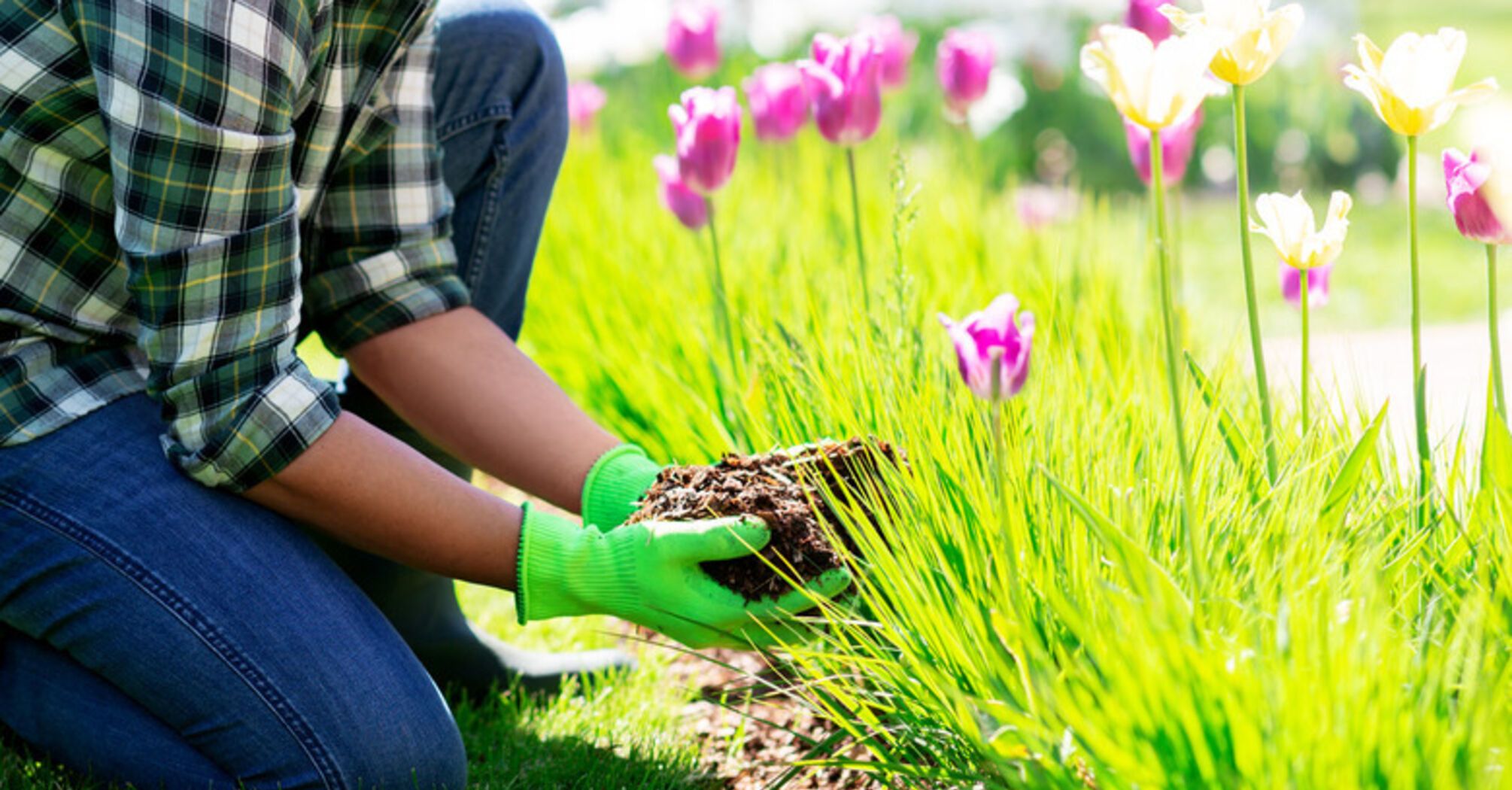 How to fertilize tulips to keep them blooming