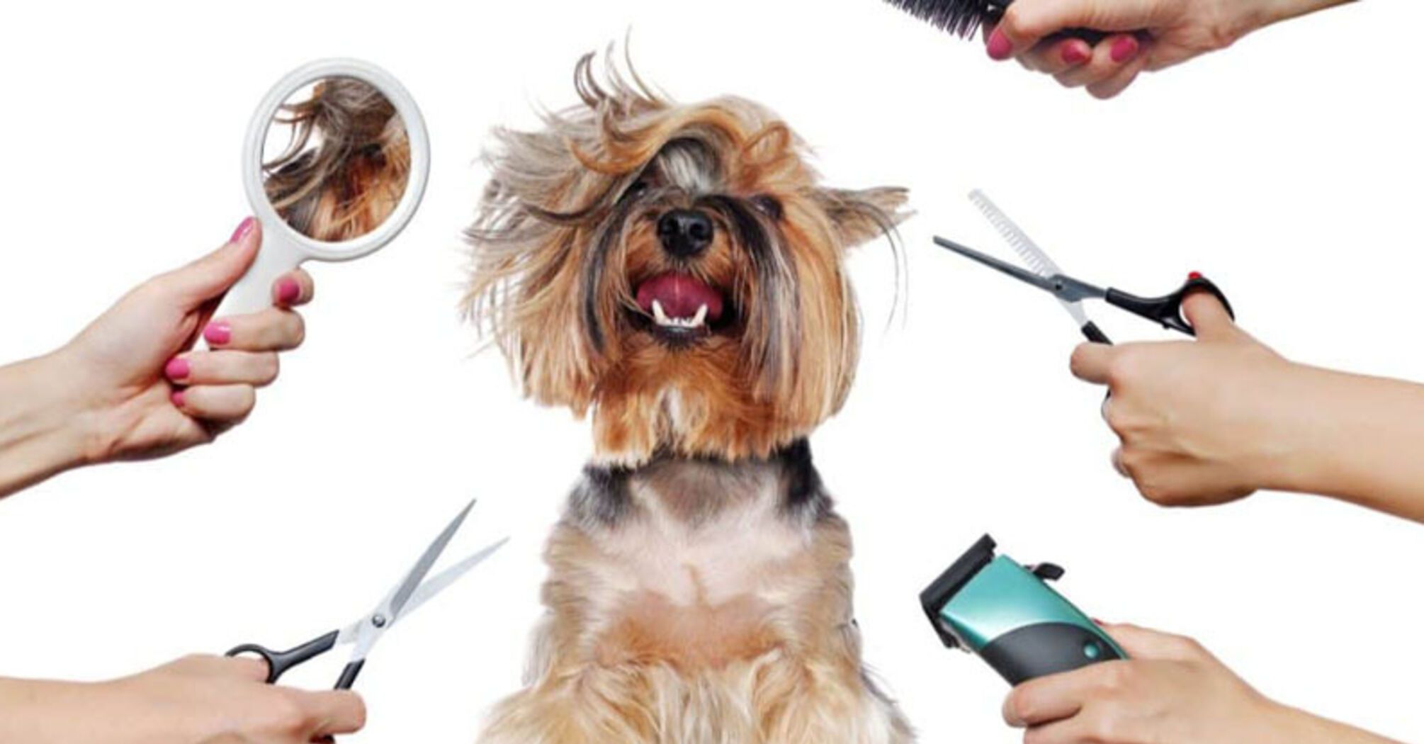 Why pets need grooming