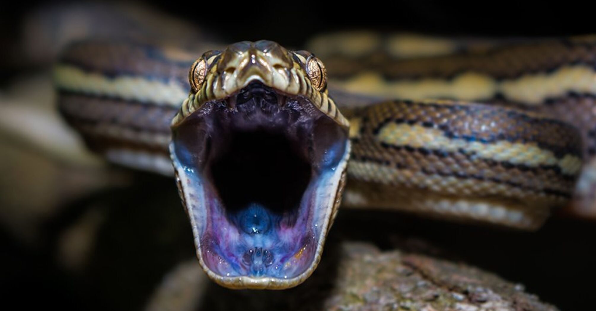 Everything you need to know about snakes