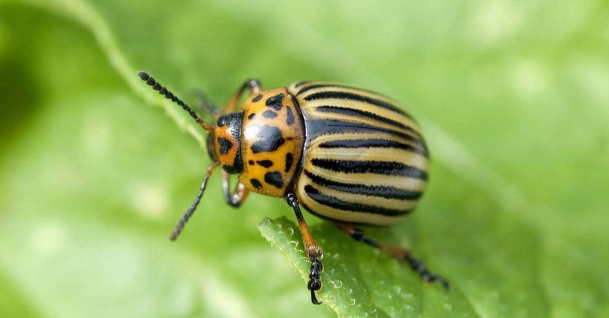 Treat potatoes with this solution only once and there will be no Colorado potato beetles