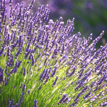 When and how to sow lavender