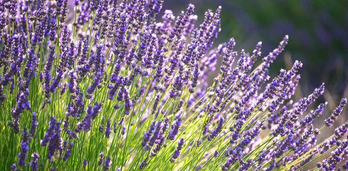 When and how to sow lavender