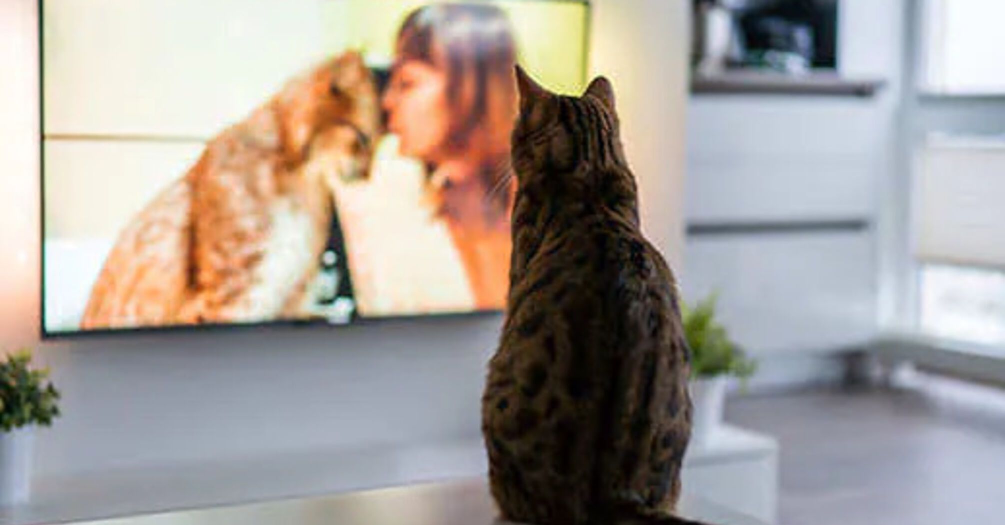 What cats and dogs see when they watch TV