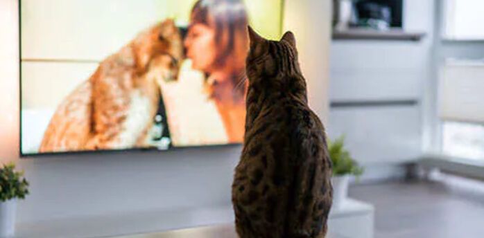 What cats and dogs see when they watch TV