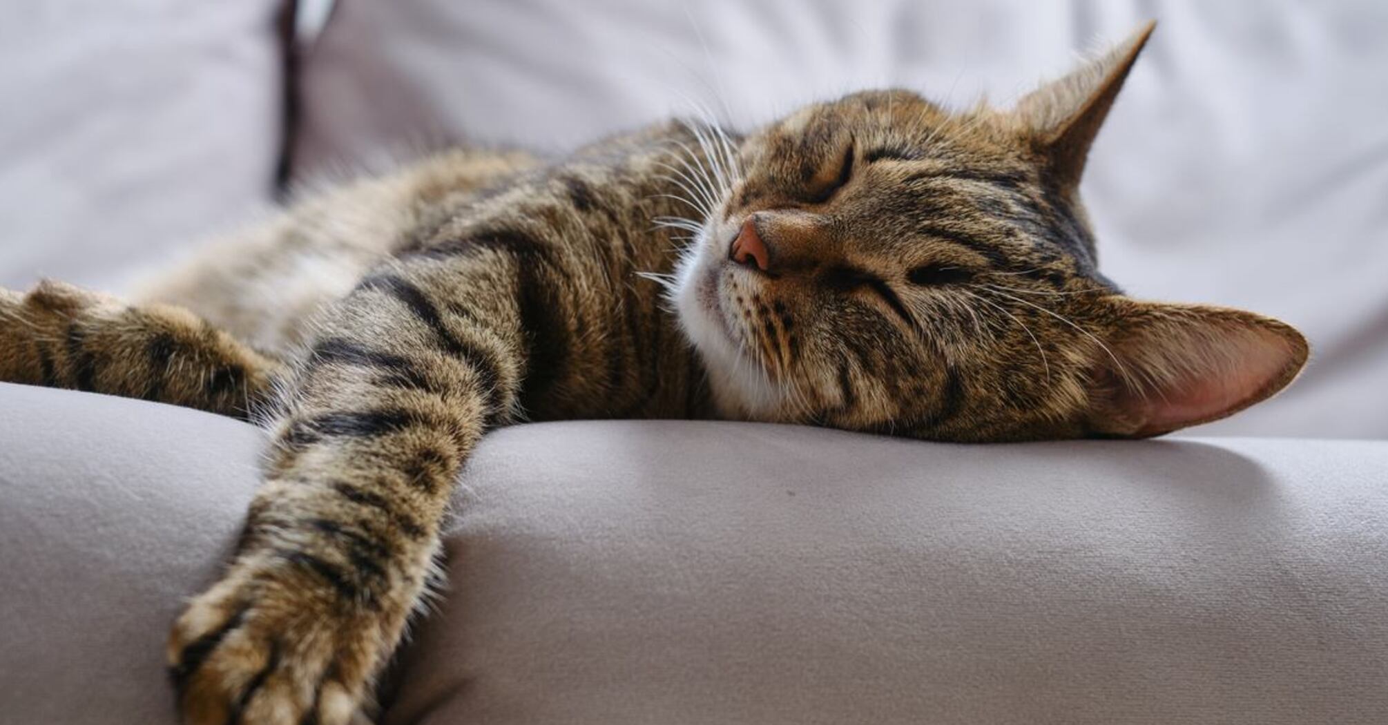 How to ensure a restful sleep for cats