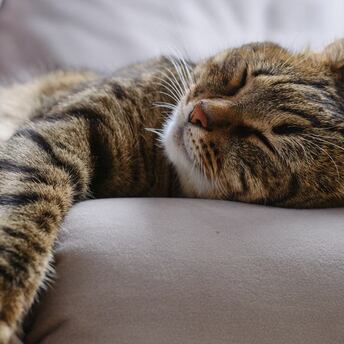 How to ensure a restful sleep for cats