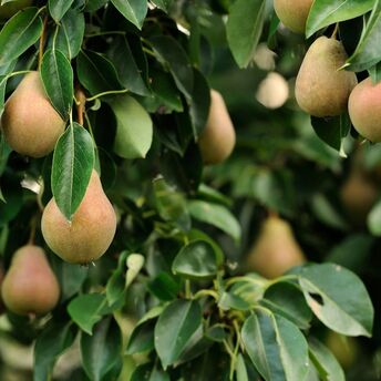 What to do if a pear tree does not bear fruit