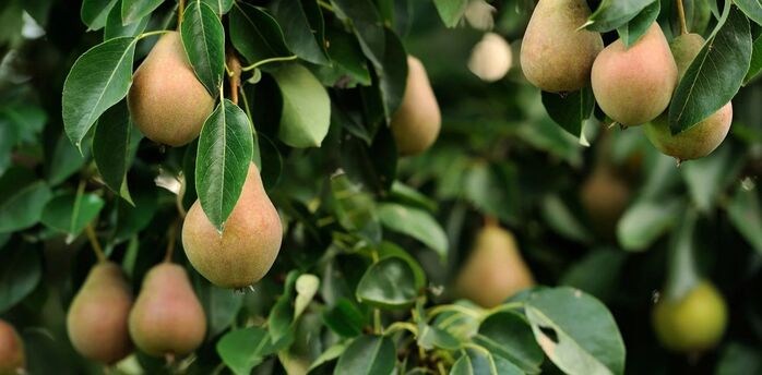 What to do if a pear tree does not bear fruit