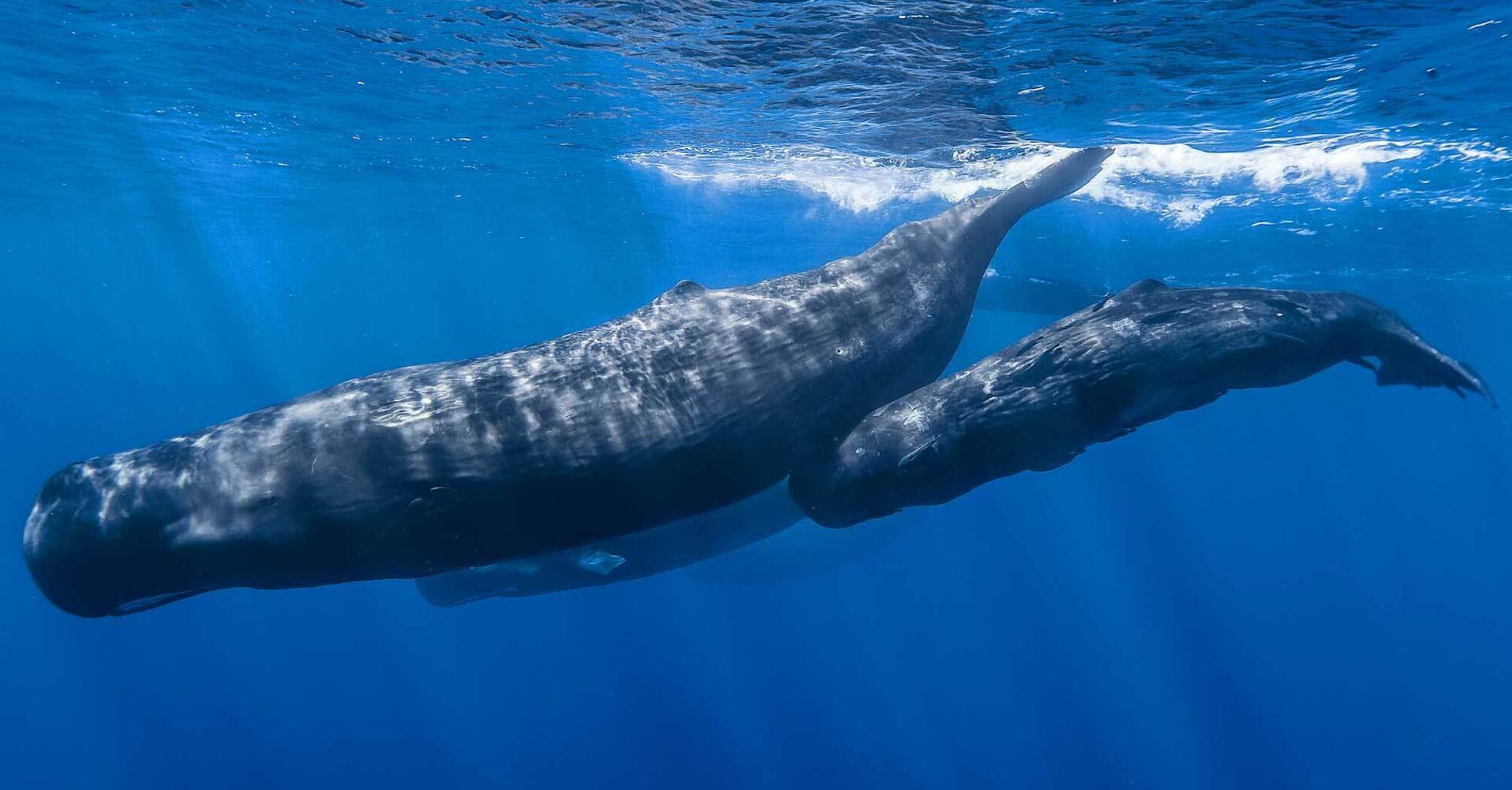 Sperm whales are highly organized, social beings capable of making collective decisions