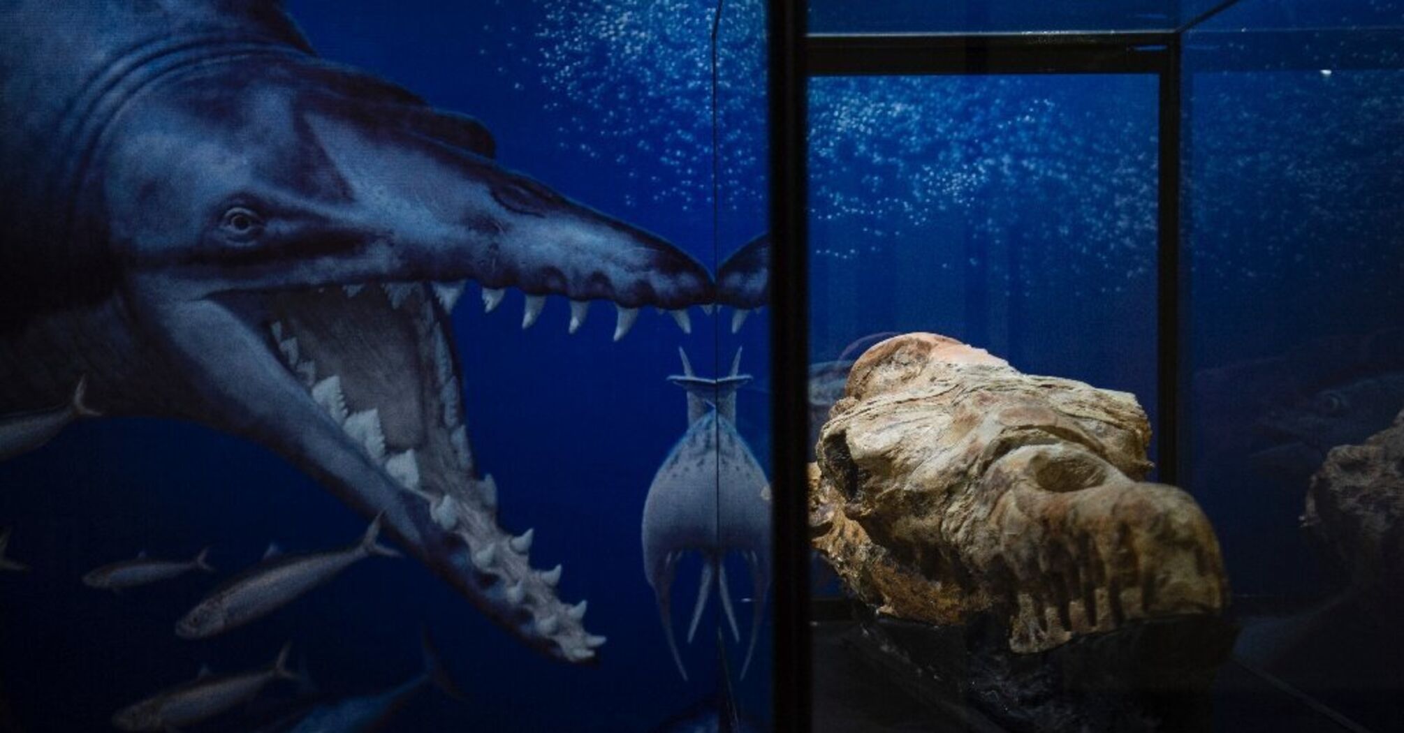 There's something wrong with the enormous skeleton of a prehistoric "whale"