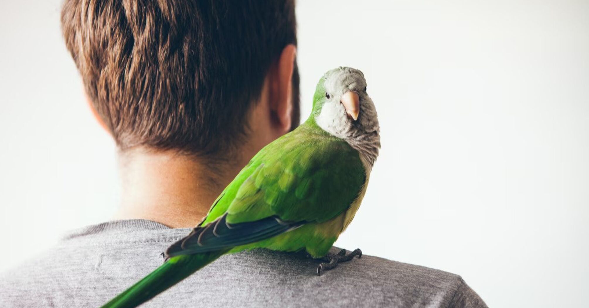 How to teach a parrot to talk