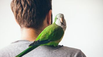 How to teach a parrot to talk
