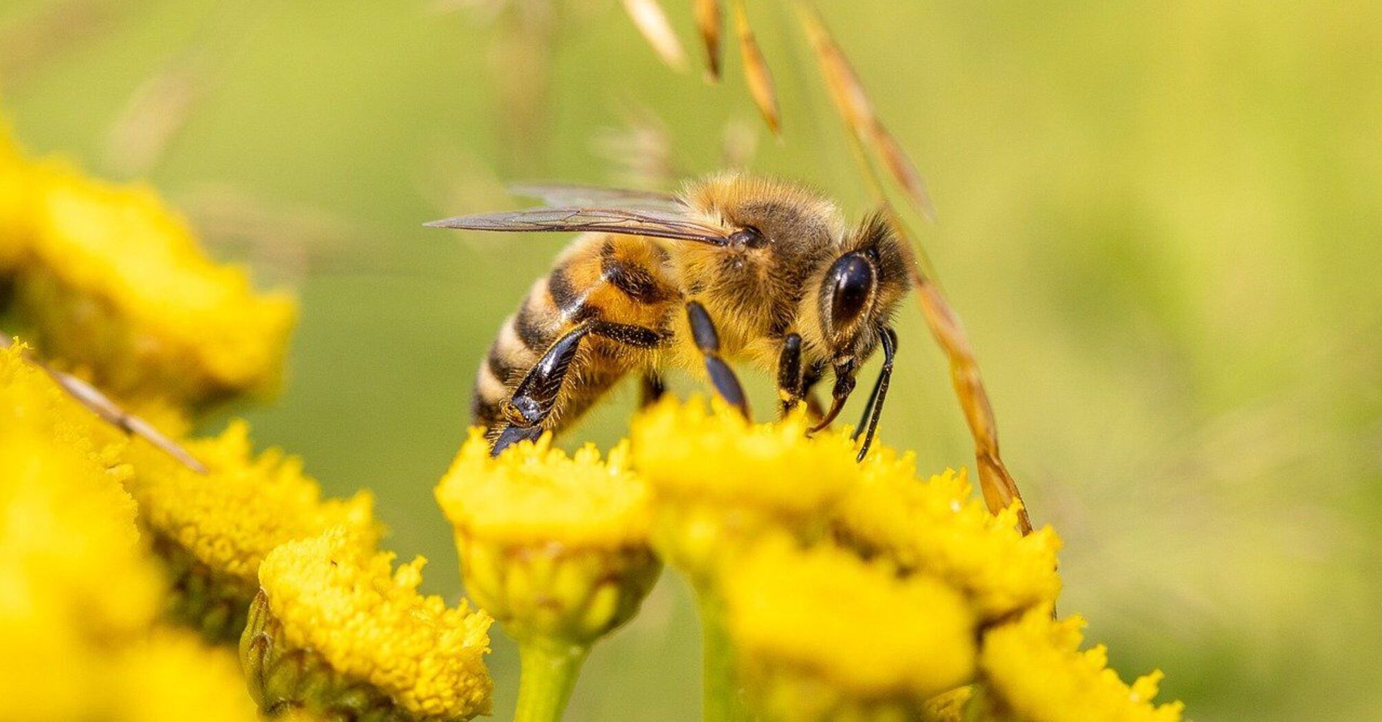Why bees are so important to the ecosystem
