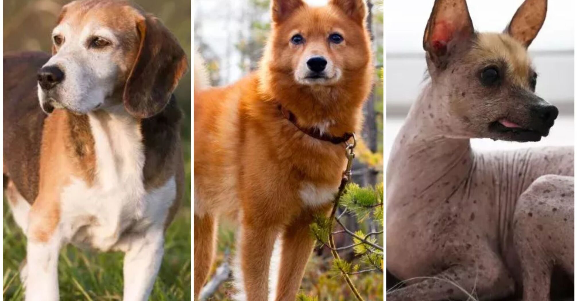 Top 5 endangered dog breeds