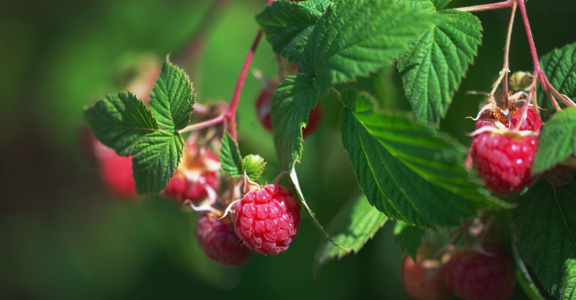 What you should never fertilize raspberries with