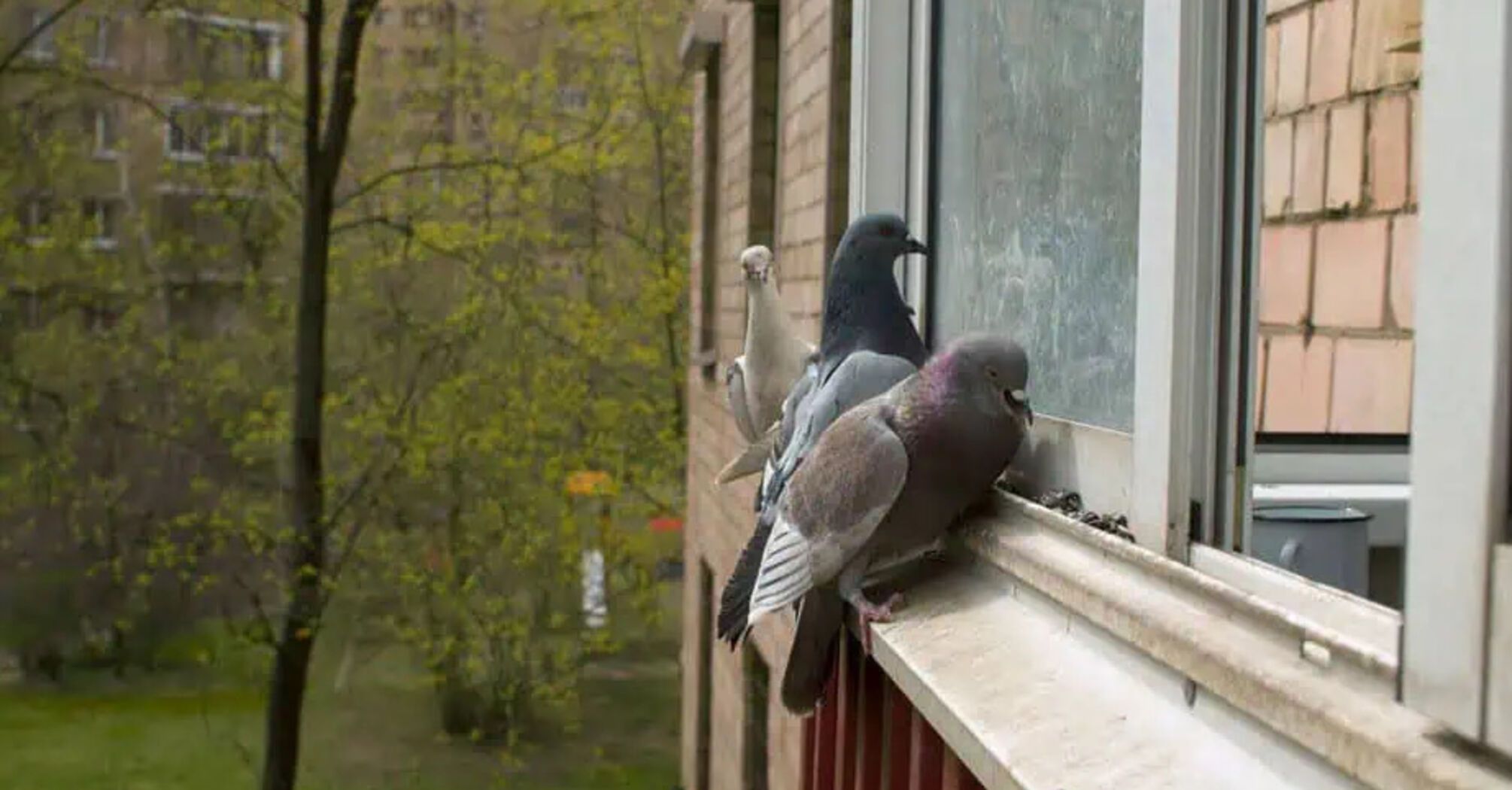 What does a pigeon on a windowsill mean