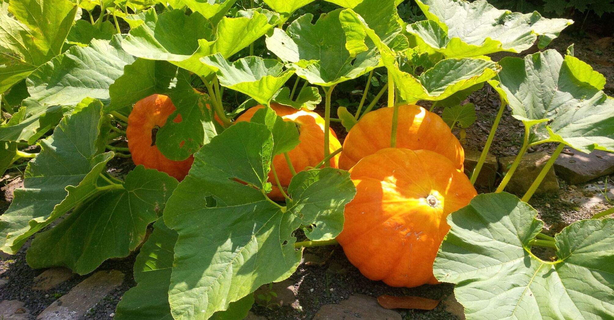 When and how to plant pumpkins in the open ground