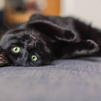 Black cat at home