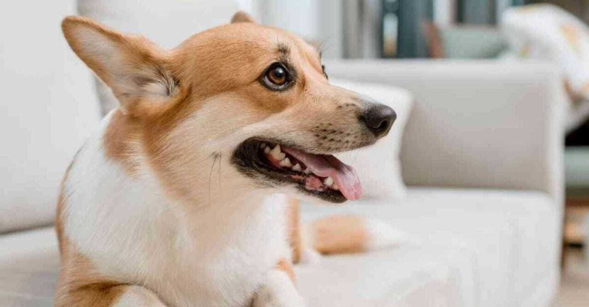 Is a corgi suitable for apartment living?