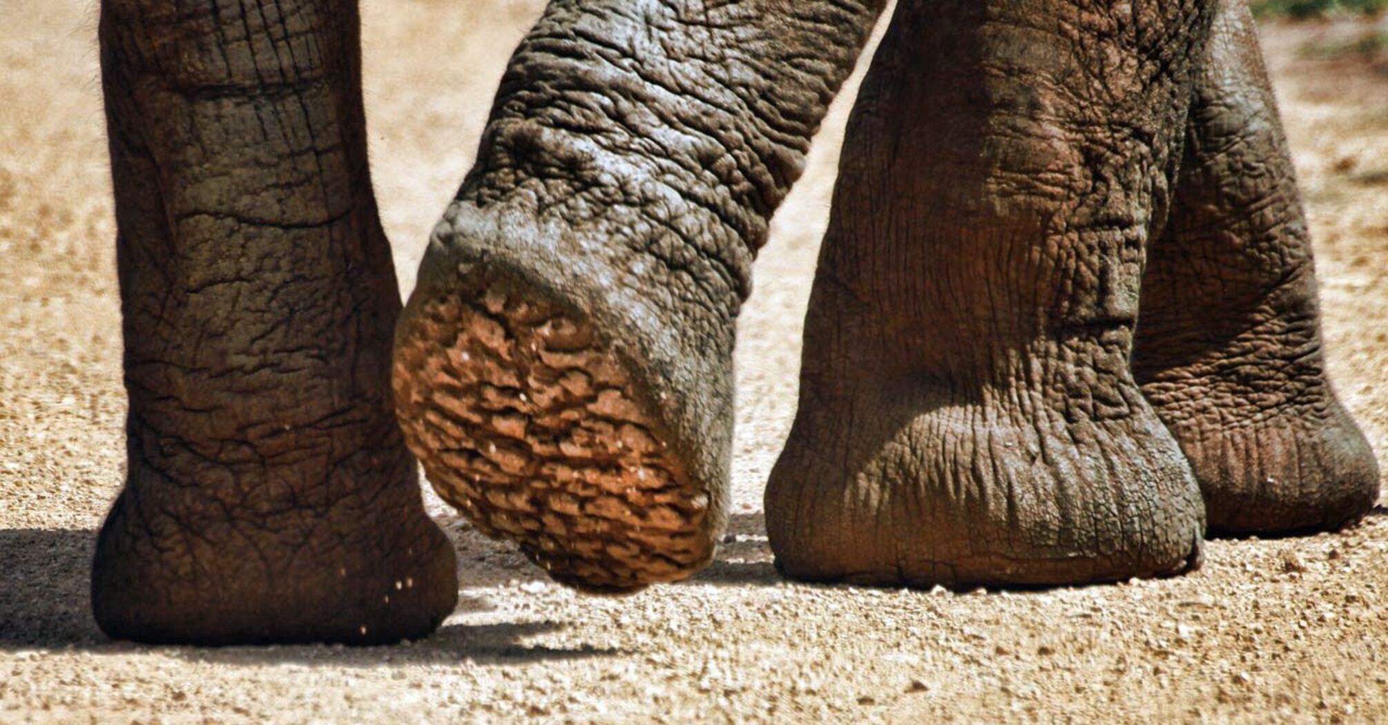 Elephants "hear" with their feet