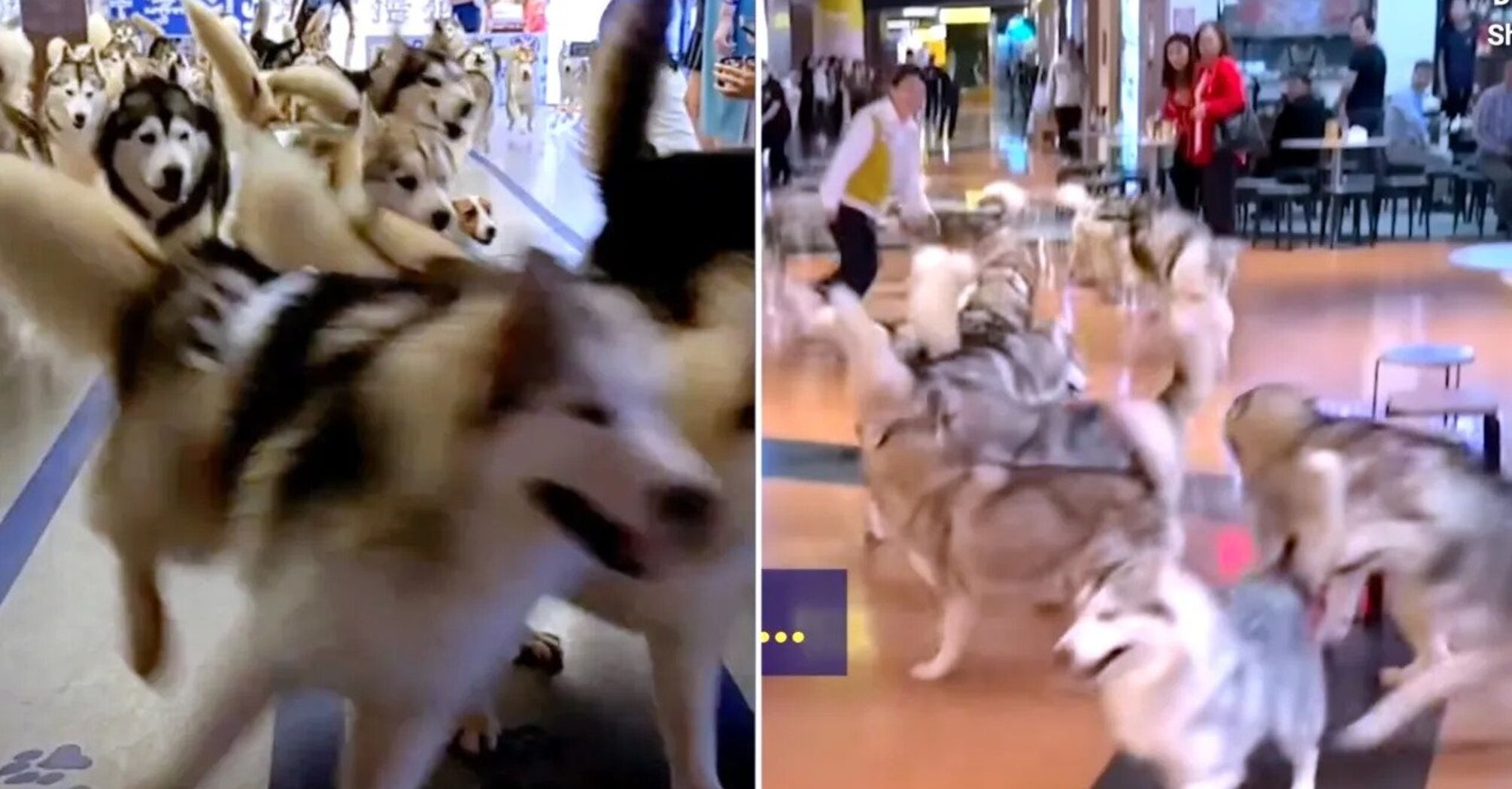 100 huskies escaped from the zoo café and wreaked havoc in the shopping center